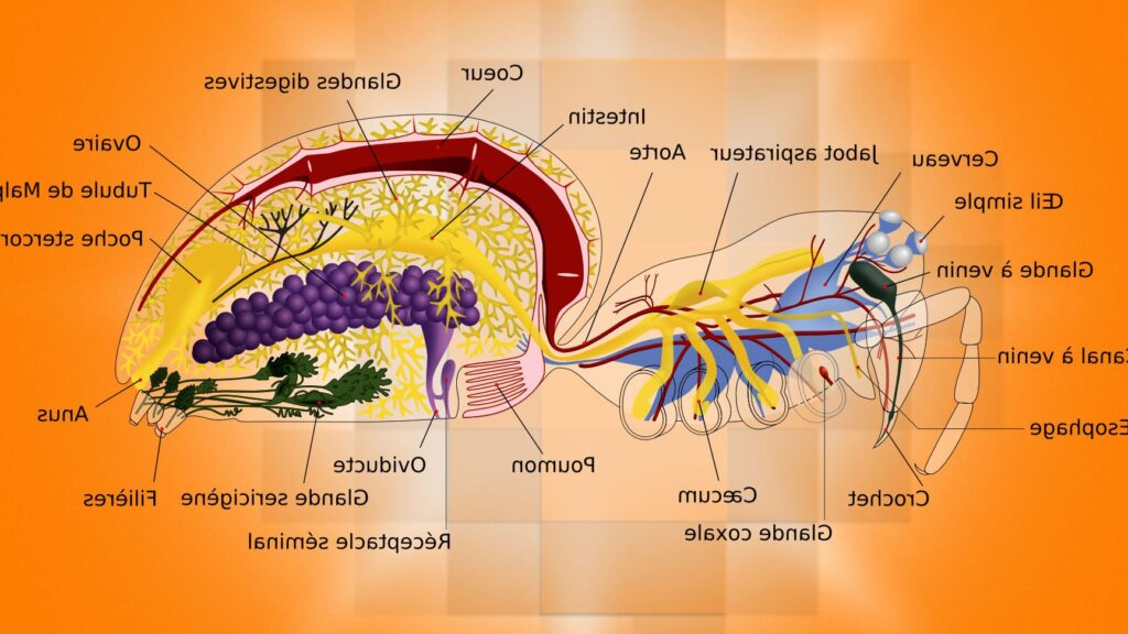 À la Découverte de l&rsquo;Anatomie de l&rsquo;Œsophage : Structure, Fonctions et Maladies Associées