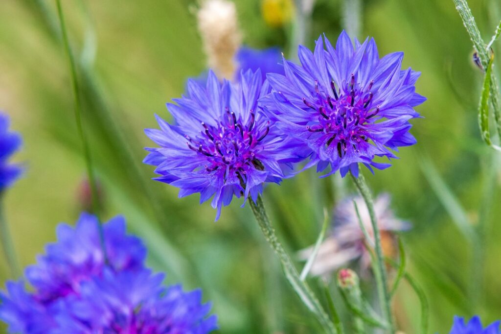 Allergie Oculaire : Comprendre et Traiter les Yeux qui Démangent