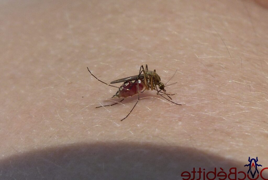 Le moustique et le VIH : Vérités et Mythes sur la Transmission du Sida