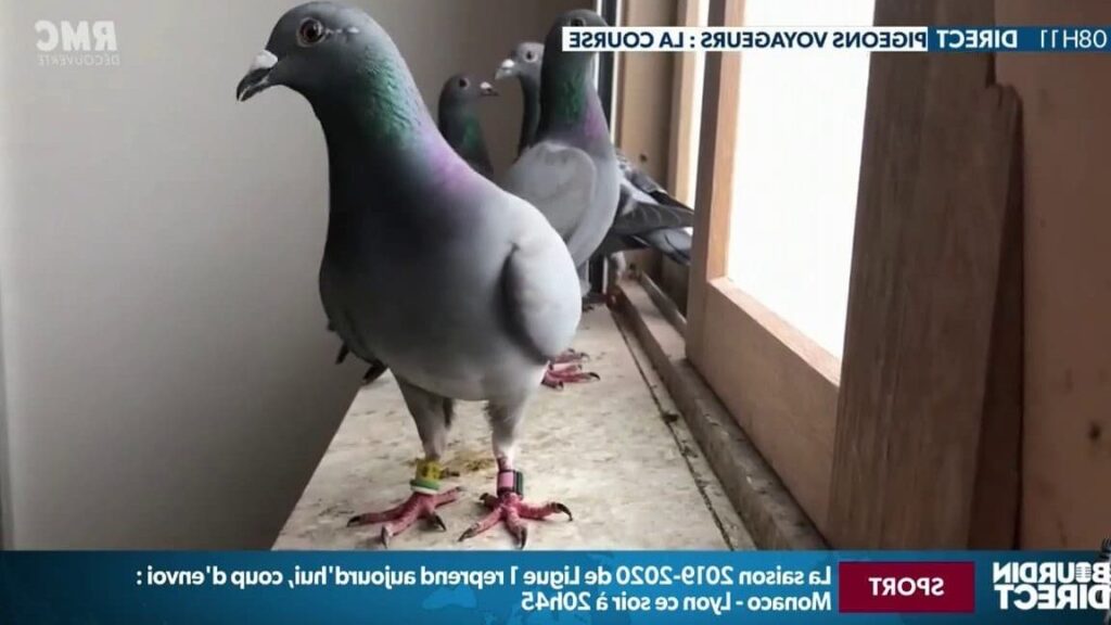 À la découverte de la pratique médicale à Saint-Sauveur-le-Vicomte : entre tradition et innovation