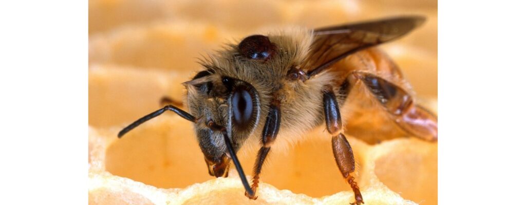 Comment se débarrasser naturellement des pellicules grasses ?
