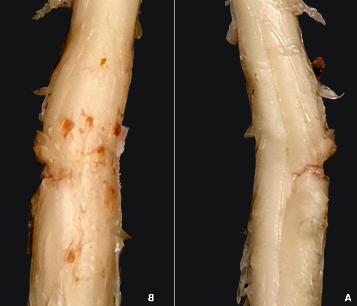 La paralysie du sommeil : une expérience effrayante ou un phénomène paranormal ?