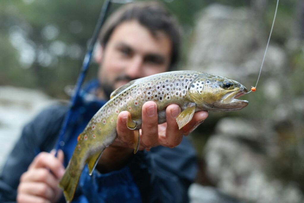 La truite saumonée : Secrets de préparation et bienfaits pour la santé