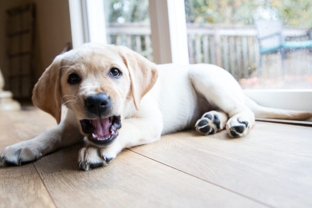 Le vitiligo chez les chiens : Comprendre et gérer cette condition dermatologique unique