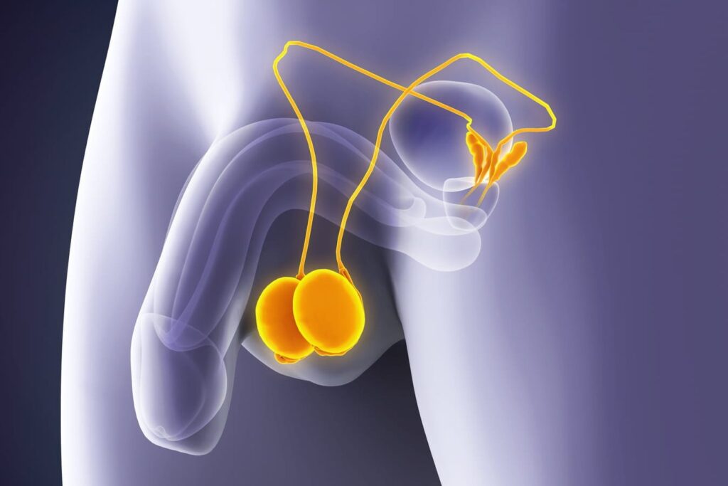 L&rsquo;échographie scrotale : Quand et pourquoi faut-il y recourir ?