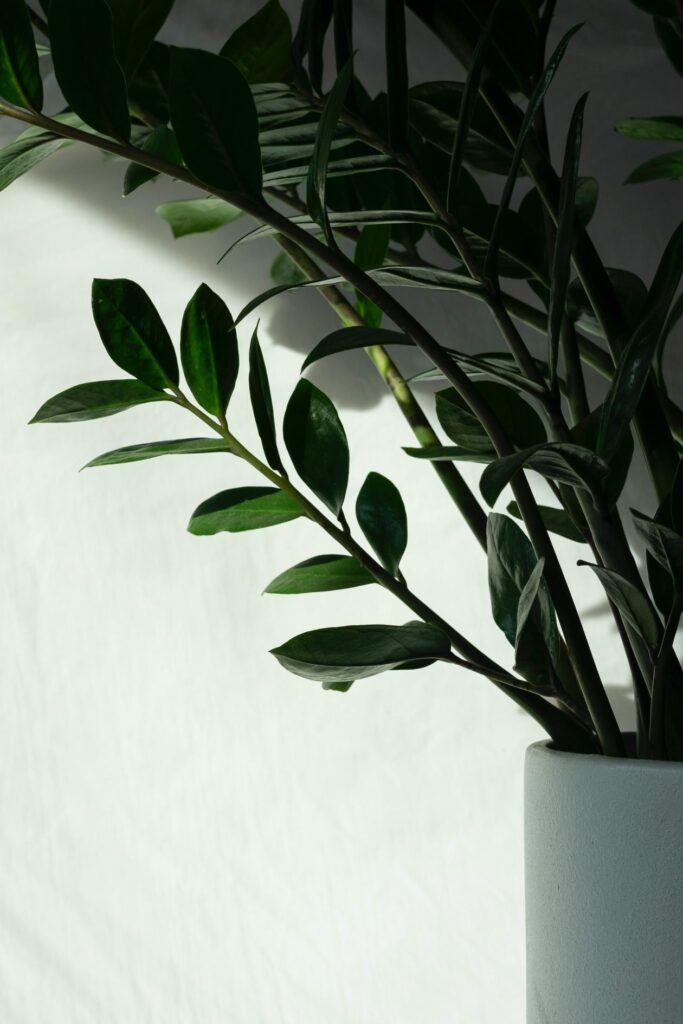 Quelles plantes choisir pour un médicament anti-stress naturel ?