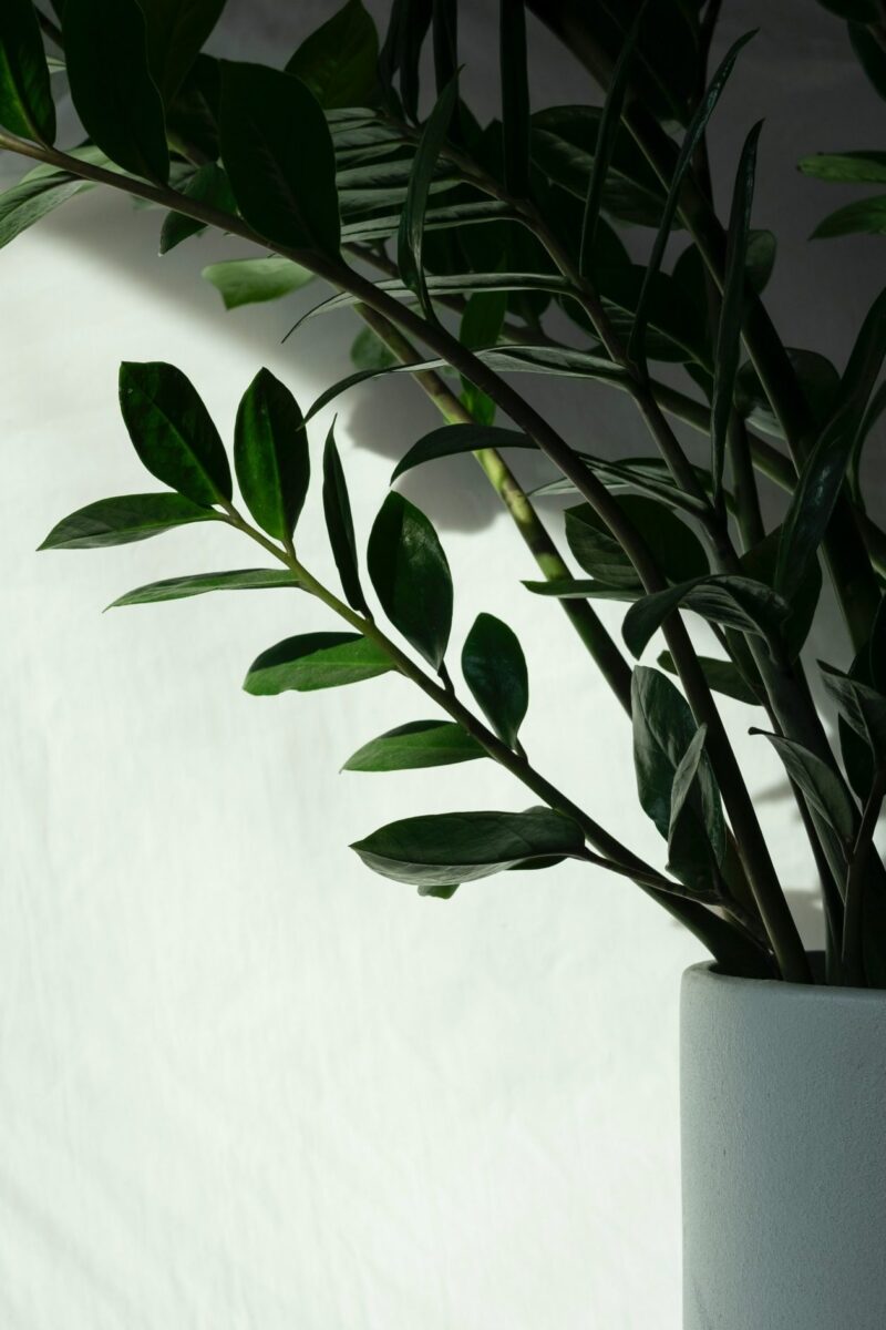 Quelles plantes choisir pour un médicament anti-stress naturel ?