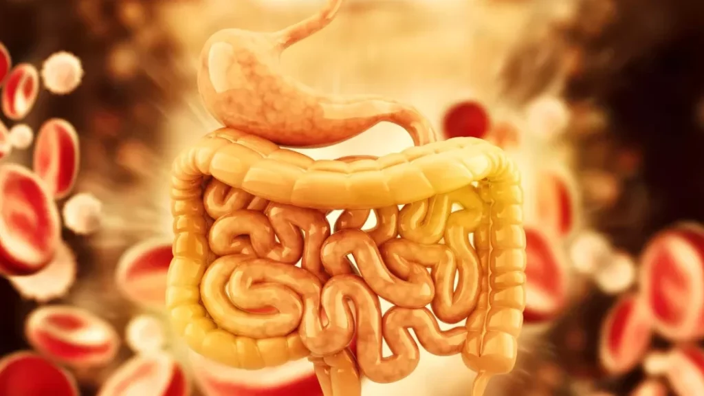 Comprendre la Malabsorption Intestinale : Signes et Symptômes à Surveiller