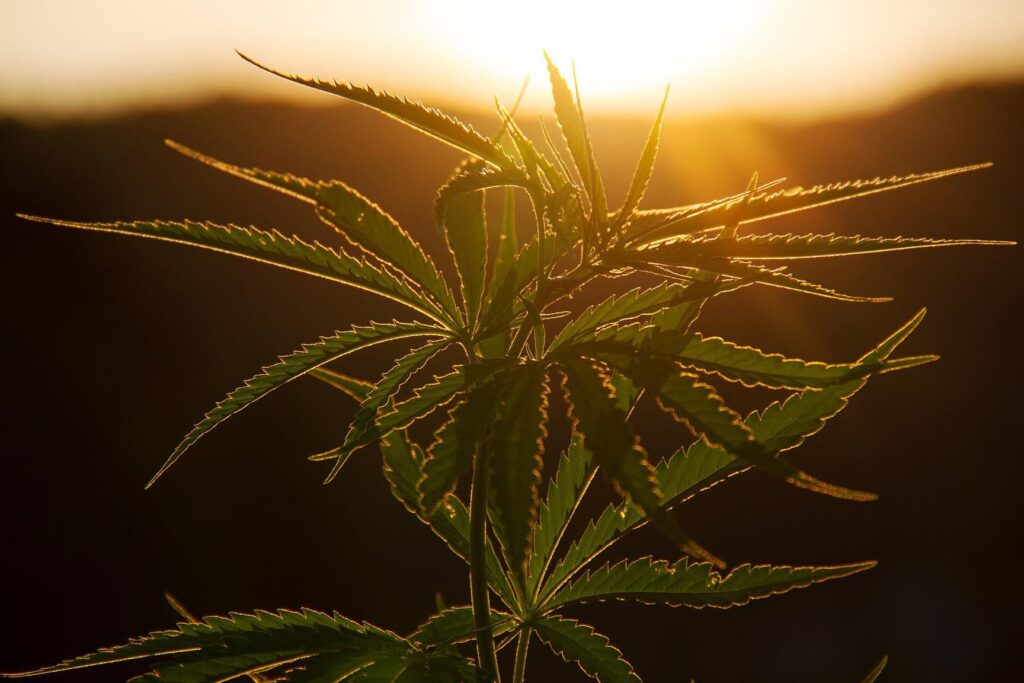 Le CBD est-il le nouveau secret de la beauté pour le visage ?