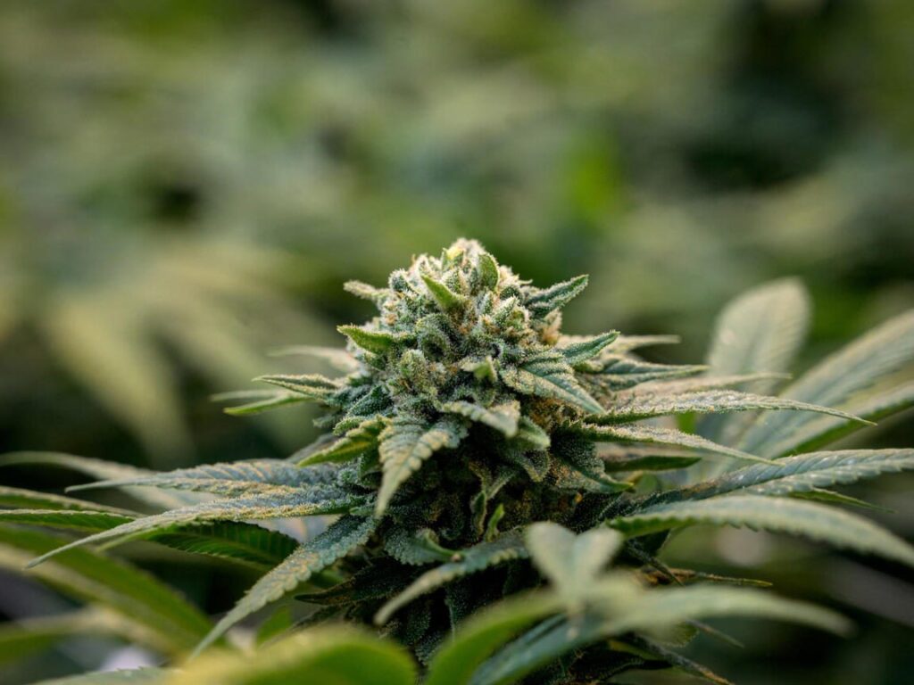 Le CBD peut-il être détecté lors d&rsquo;un test sanguin ?