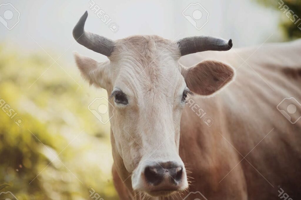 Le museau de bœuf: Découverte et bienfaits d&rsquo;un mets traditionnel revisité