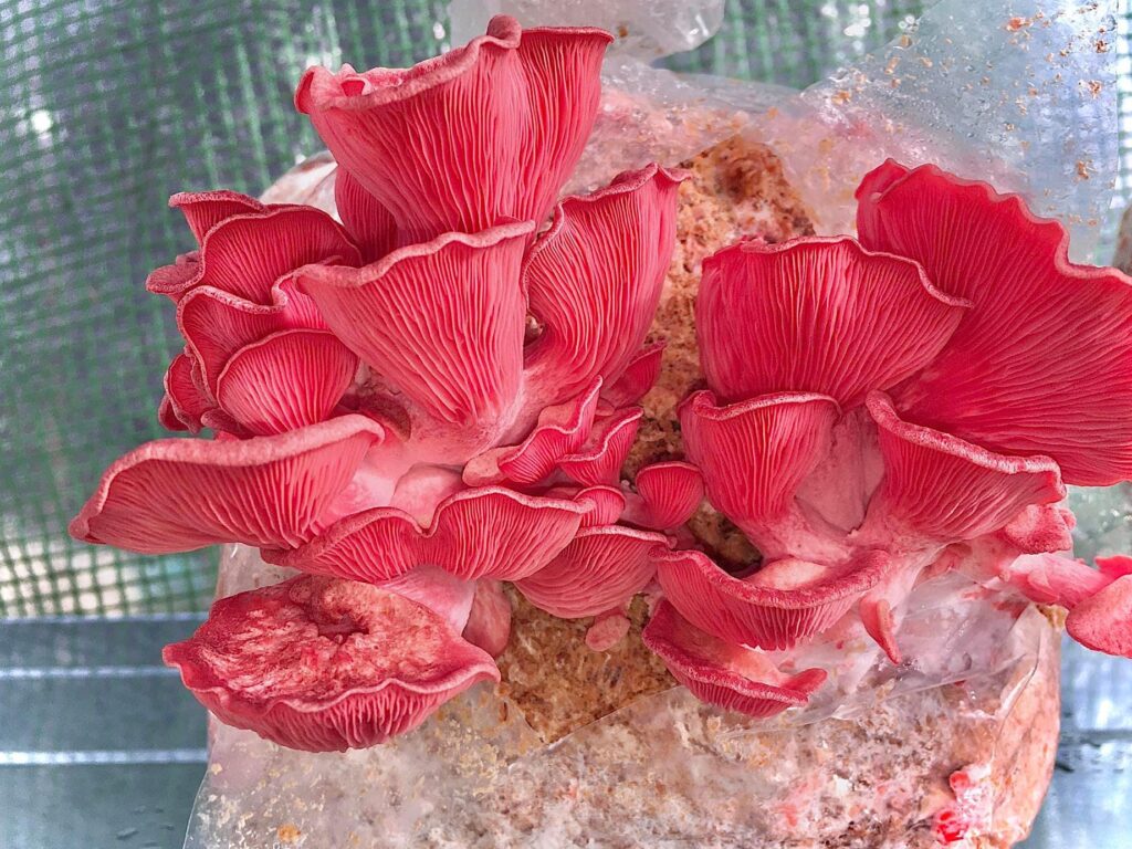 Les calories des champignons: alliés minceur ou fausse croyance?