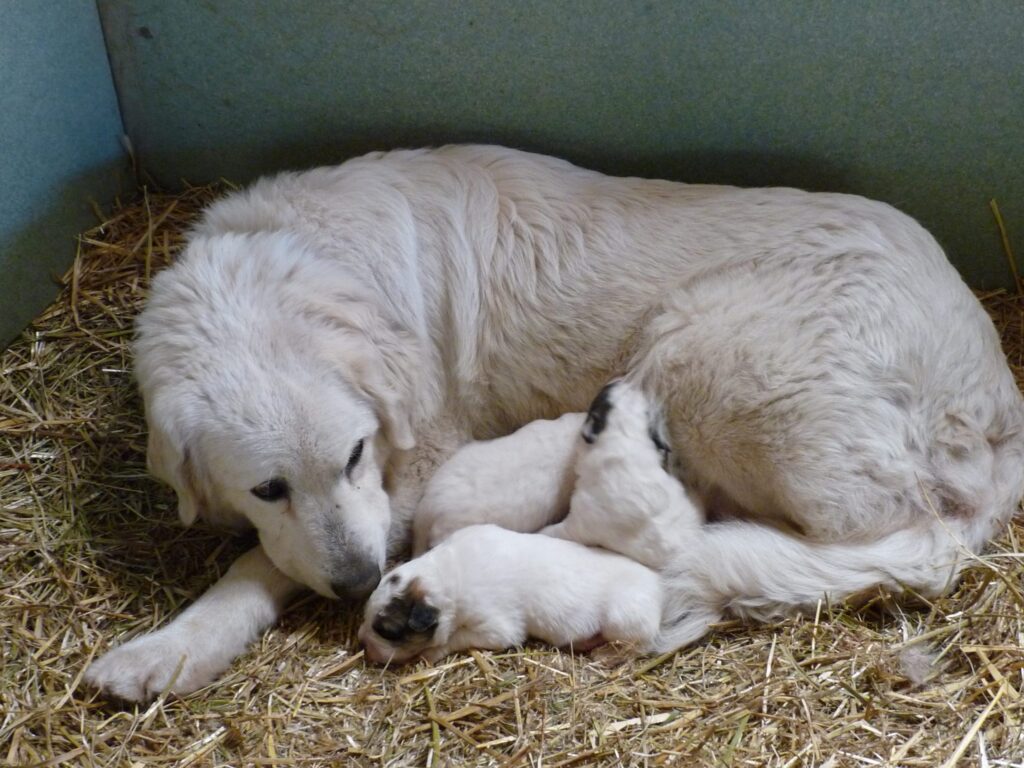 Oxytétracycline : Antibiotique polyvalent ou risque pour votre santé ?