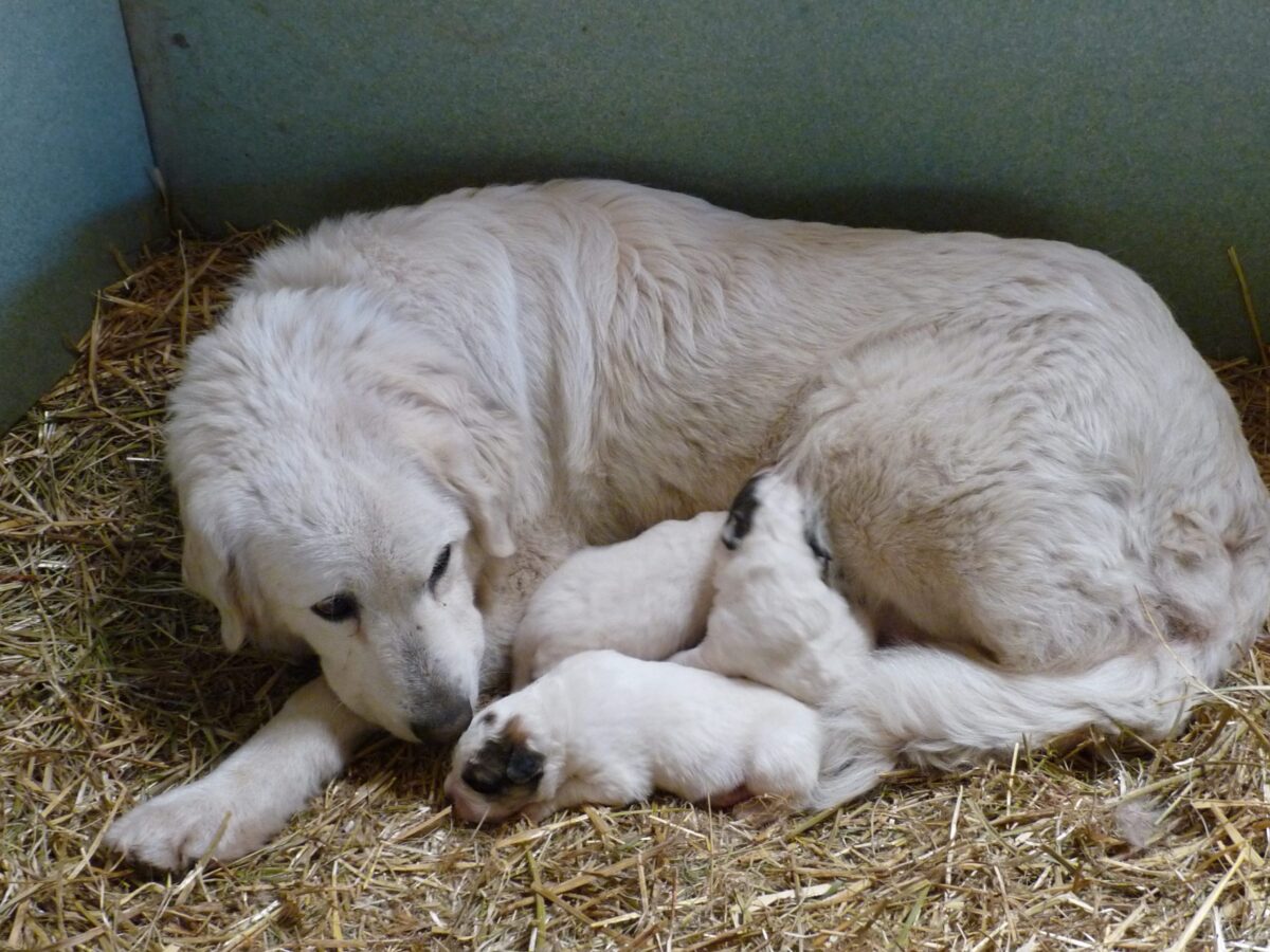 Oxytétracycline : Antibiotique polyvalent ou risque pour votre santé ?