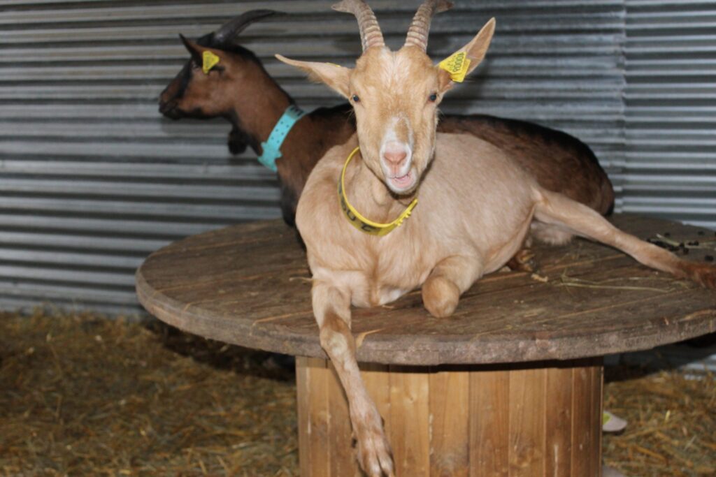 Pourquoi les chèvres ne peuvent-elles pas manger certains aliments ?