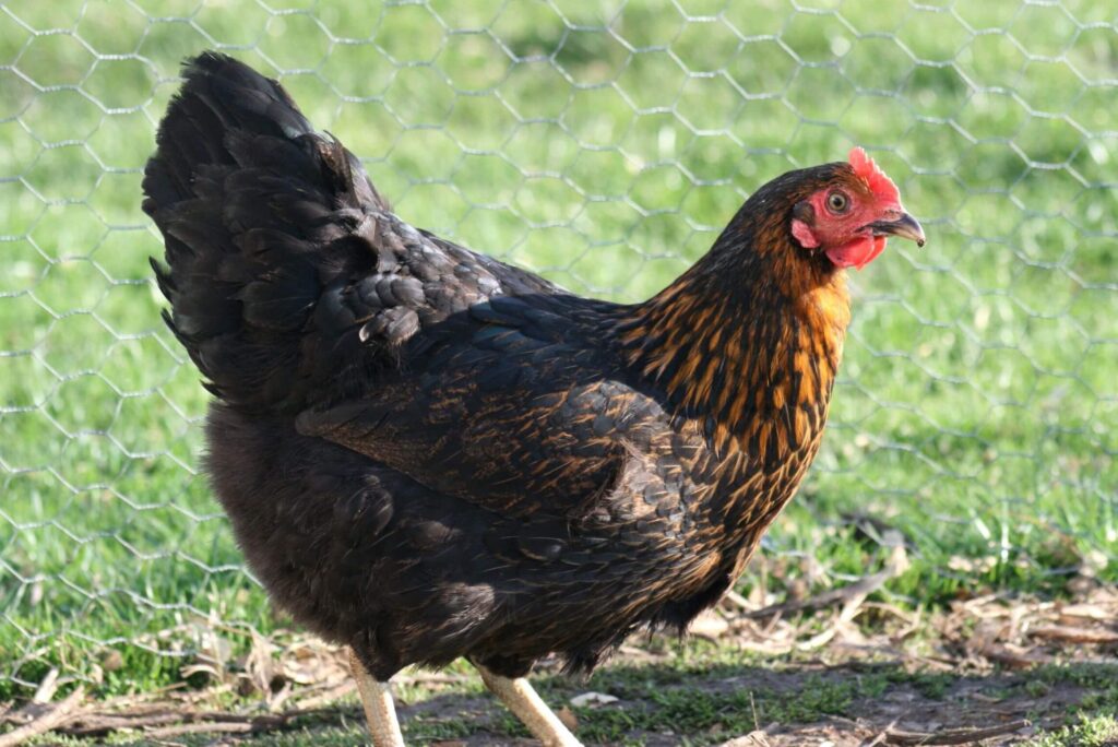 Quels aliments choisir pour des poules en pleine forme ?