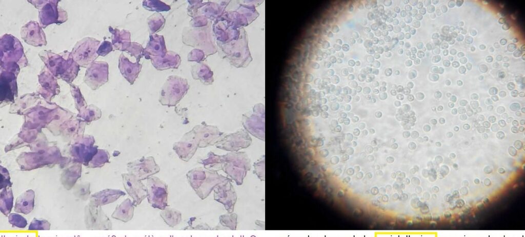 Les secrets de la cellule buccale : Comprendre son rôle crucial pour la santé générale