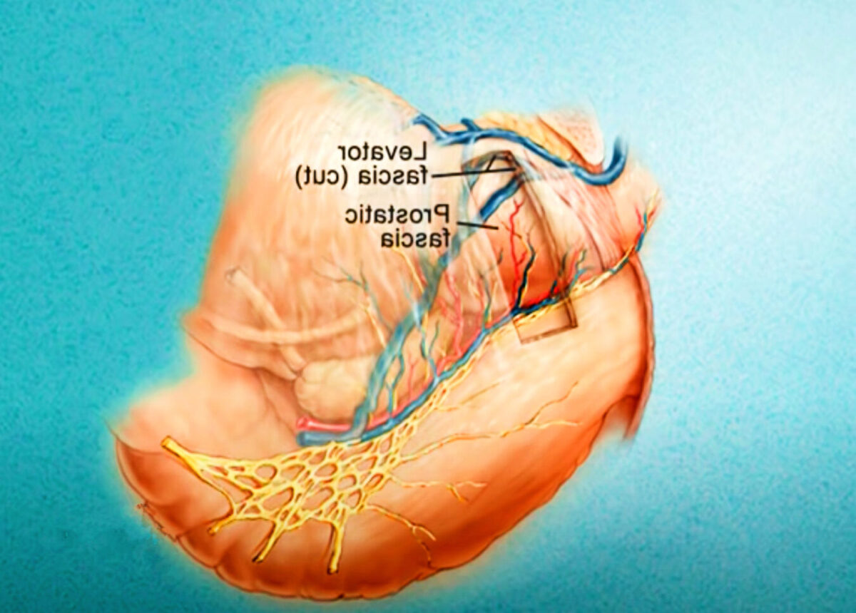 Prostatine: Comprendre son Rôle Essentiel dans la Santé Masculine