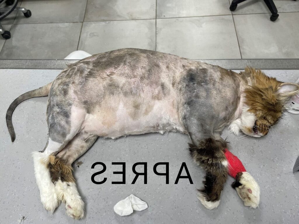 Pyélonéphrite chez le chien: Comprendre, Prévenir et Traiter l&rsquo;Infection Réinale Canine