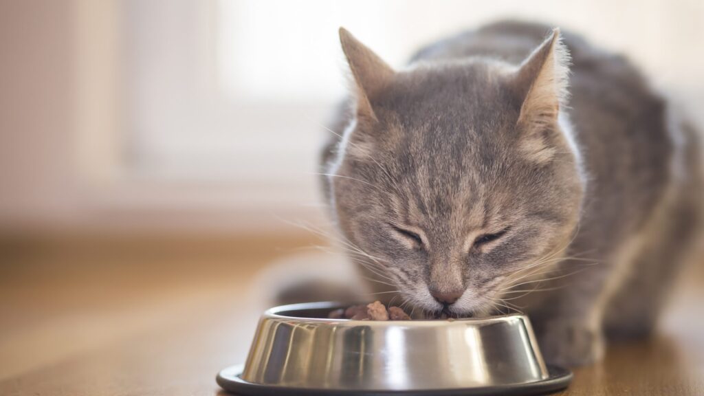 Quel est le régime alimentaire de l&rsquo;US Air Force pour rester en forme et performant ?