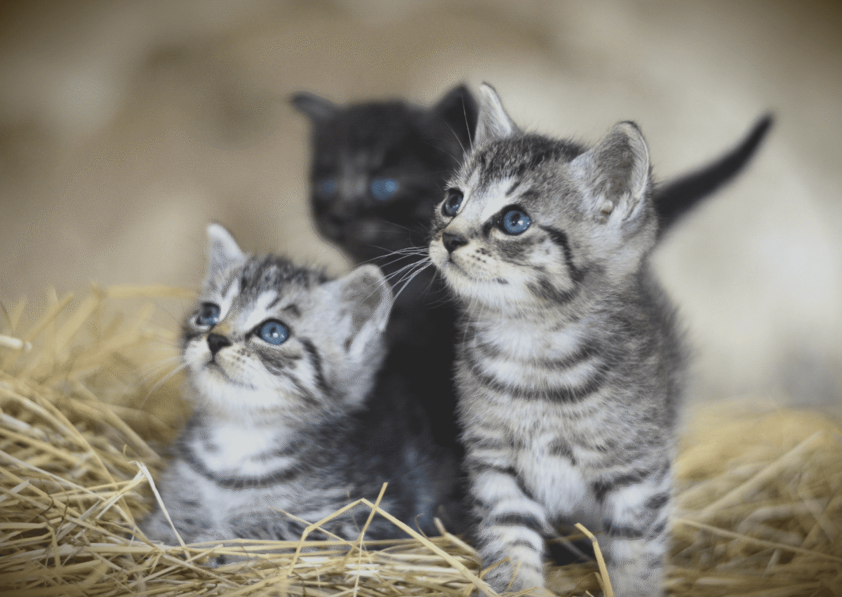 3 chatons