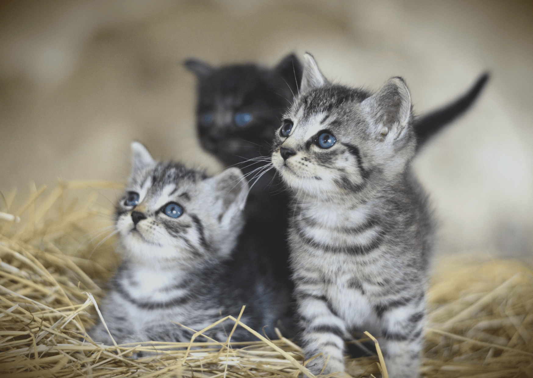 3 chatons
