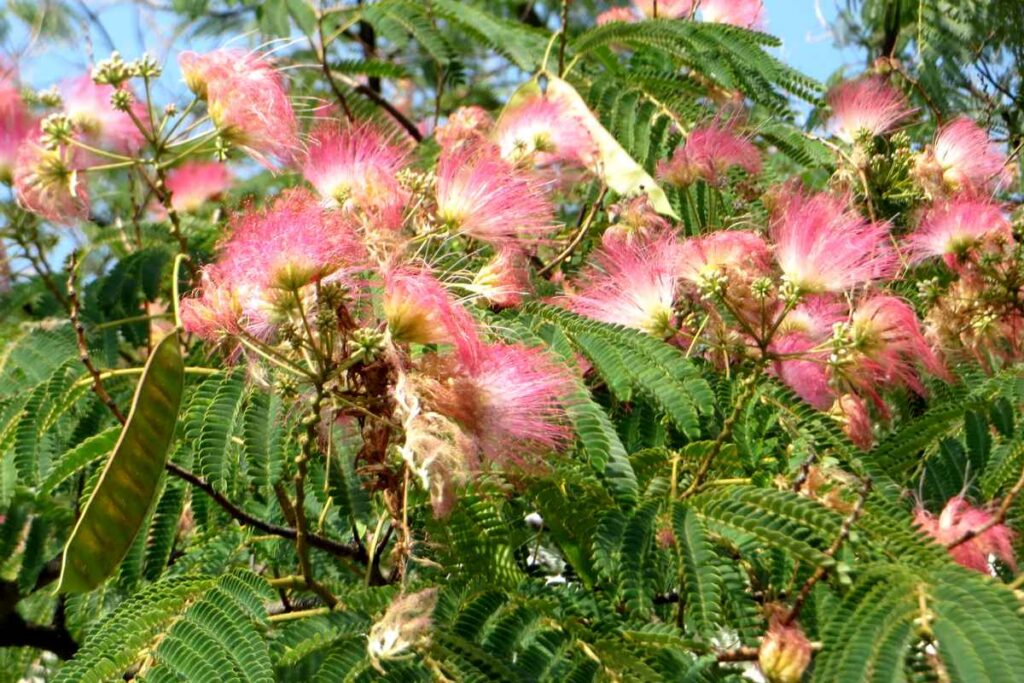 Albizia : plantation, taille, prix et distance de la maison en Vendée