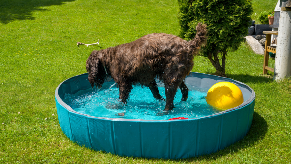 Chien dans une piscine pour chien installée dans un jardin