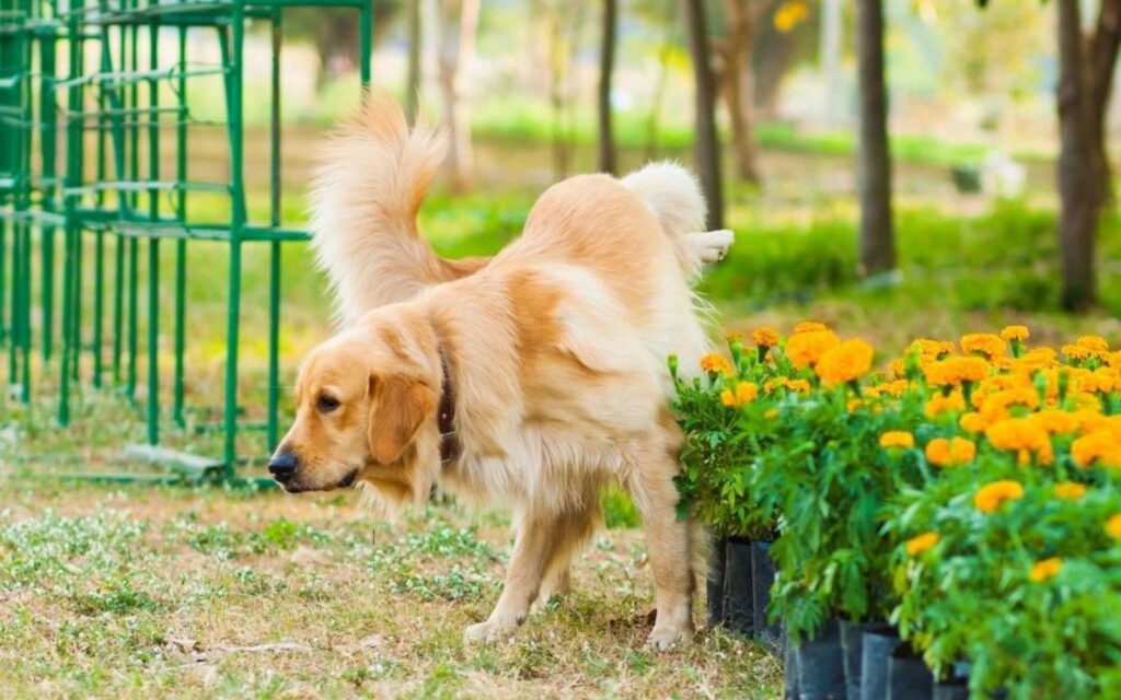 Chien dans un jardin près d'une zone protégée